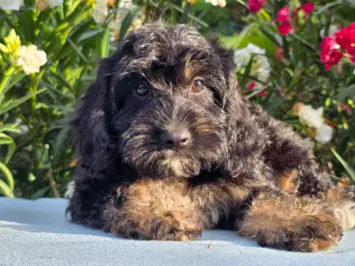 Cavapoo - Figo