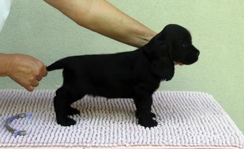 Angol Cocker spániel - Bellarosa