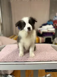 Border Collie - Fading Blue