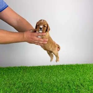 Кавалер кинг-чарльз-спаниель - Eddie