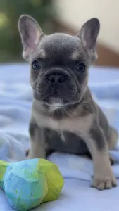 French Bulldog - Zafir