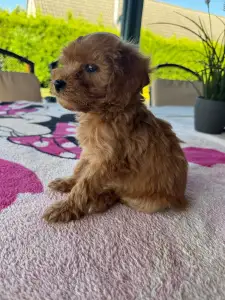Maltipoo - Barack