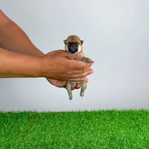 Shiba - Sora