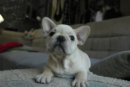 Bouledogue français - Aston