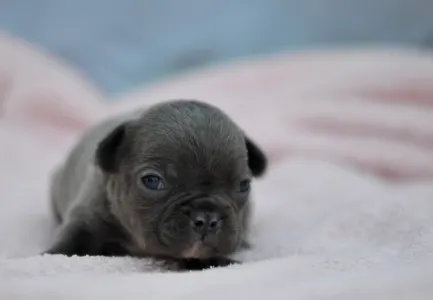 Französische Bulldogge - Málna