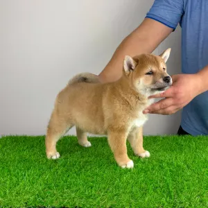 Shiba - Leni