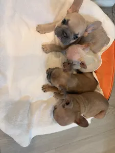 Französische Bulldogge - Baby Girl
