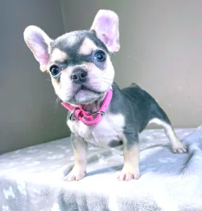 Französische Bulldogge - Amelie