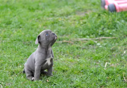 French Bulldog - Magnus