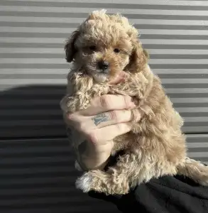 Мальтипу - Kipling