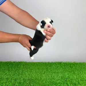 Australian Shepherd - Grisu