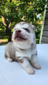 Siberian Husky - Nashira Of Polar Moonlights