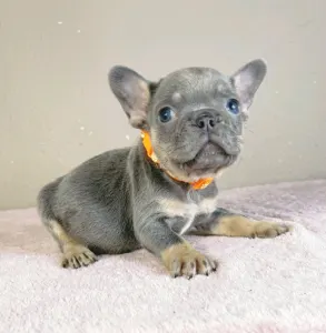 French Bulldog - Naomi