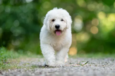 Komondor - Somogyi Betyár Maros