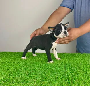 Boston Terrier - Yummy