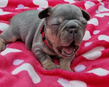 Francia bulldog - Available Puppy Dogs