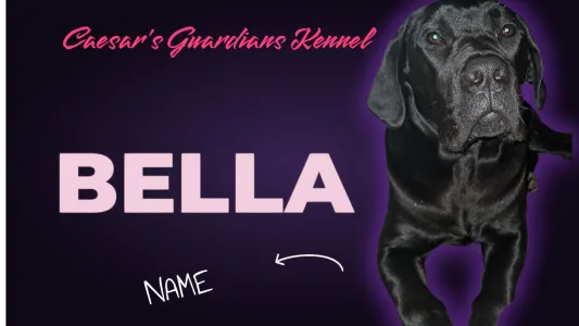 Cane Corso Italiano - Bella