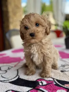 Maltipoo - Teddy