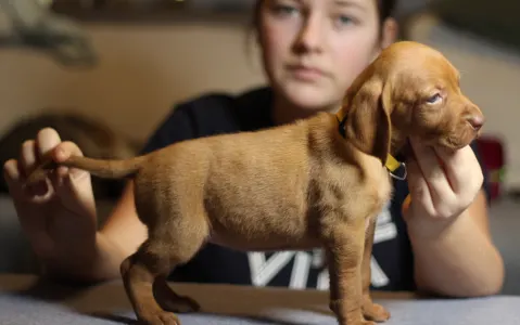 Rövidszőrű magyar vizsla - Lemi