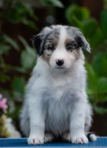 Australian Shepherd - Winstead Lunar Mumble