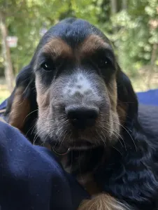 Englischer Cocker Spaniel - Kephallénia Oceanus Memphisz