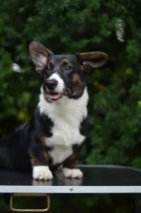 Cardigan welsh corgi - Kirumi Mendenhall