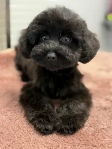 Zwergpudel - Dixie ( Toy Size )