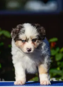 Ausztrál juhászkutya - Winstead Not Broken Love