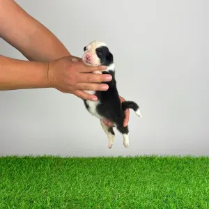 Australian Shepherd - Genovina