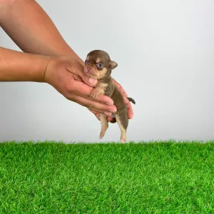 Chihuahua - Gaby