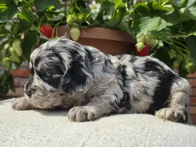 Cavapoo - Merida