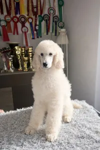 Poodle Standard - Amber
