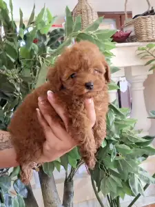 Caniche Toy - Pudel Toy F