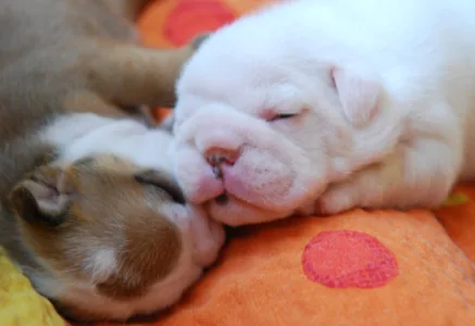Bulldog - Rengőhegyi-ormán Diana