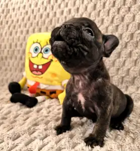 Francouzský buldoček - Miira Frenchie Raven