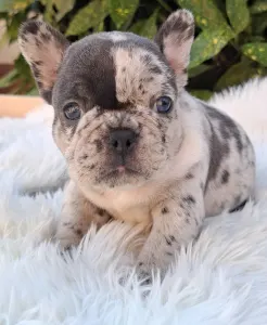 Bulldog francese - Dolores