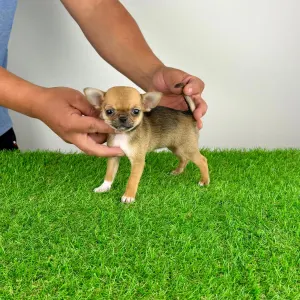Chihuahua - Birdy