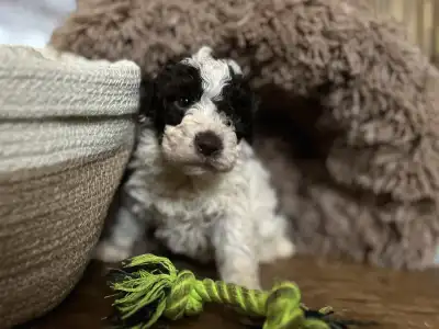 Romagna Water Dog - Ursa Gummi