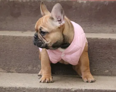 French Bulldog - Zoey