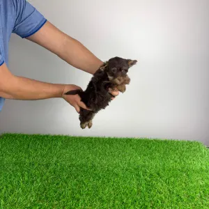 Yorkshire Terrier - Levis