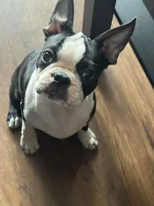 Boston Terrier - Gordon