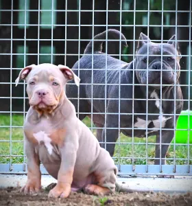 American Bully - Standard - Ghostface Fighters Casey