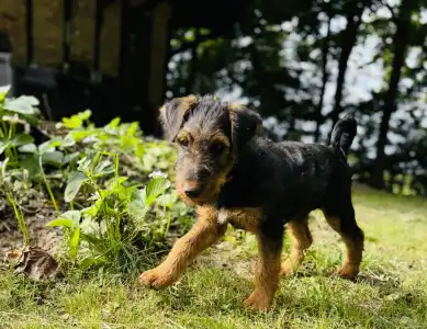 Airedale terrier - Cherry