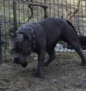 Amerikai Bully - Pocket - Ak Bully Simba/duxy