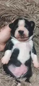 Boston Terrier - Rudolf ( Rudolph )