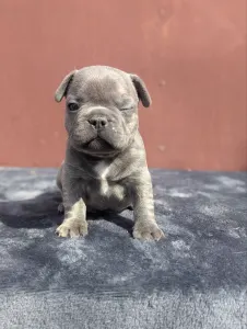 Francia bulldog - Jax