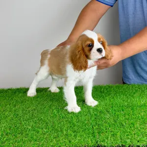 Cavalier King Charles Spaniel - Zammel