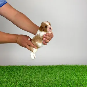 Cavalier King Charles Spaniel - Mimi