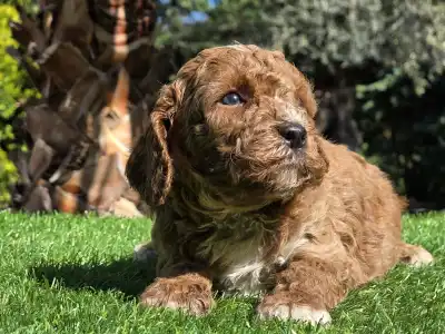 Cavapoo - Zeusz
