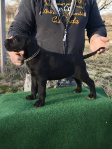 Cane Corso - Forza Di Diavolo Conan